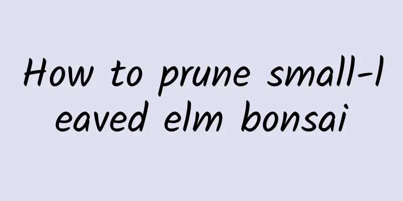 How to prune small-leaved elm bonsai