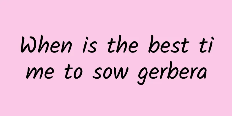 When is the best time to sow gerbera