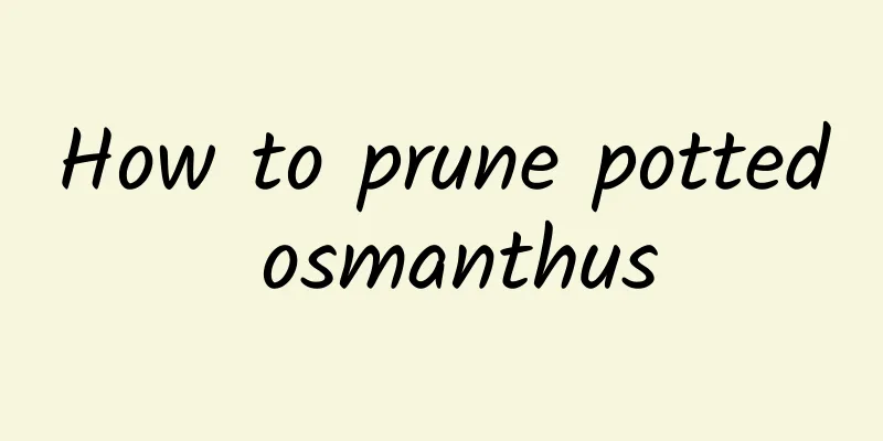 How to prune potted osmanthus