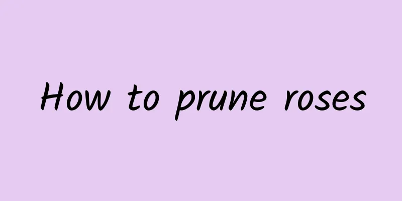 How to prune roses