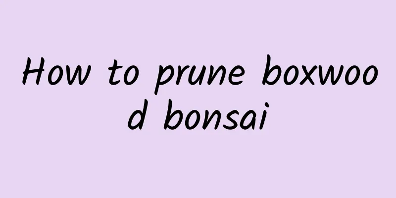 How to prune boxwood bonsai