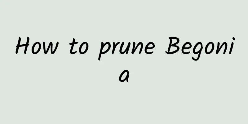How to prune Begonia