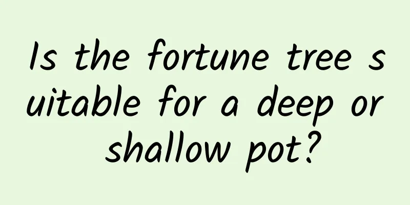 Is the fortune tree suitable for a deep or shallow pot?