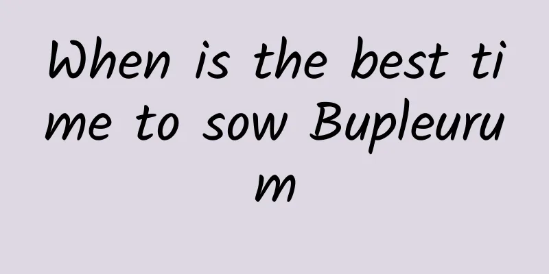 When is the best time to sow Bupleurum