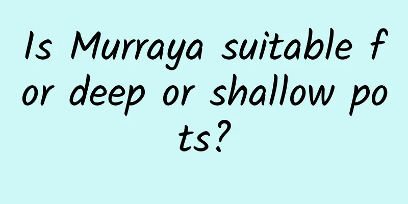 Is Murraya suitable for deep or shallow pots?