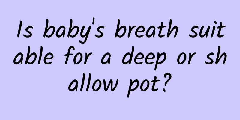 Is baby's breath suitable for a deep or shallow pot?