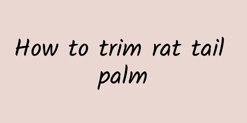 How to trim rat tail palm