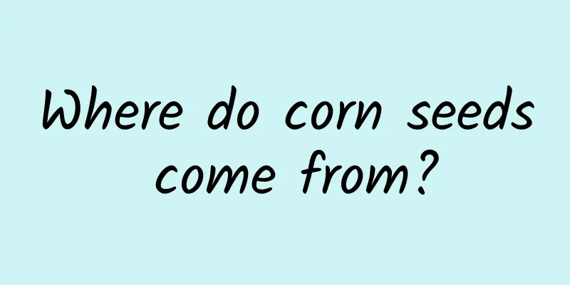 Where do corn seeds come from?