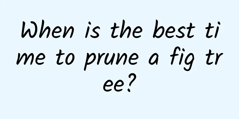 When is the best time to prune a fig tree?