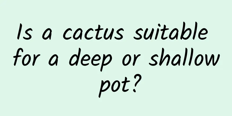 Is a cactus suitable for a deep or shallow pot?