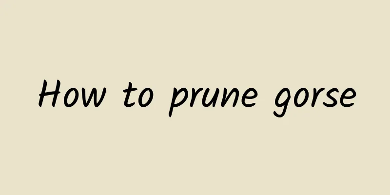 How to prune gorse