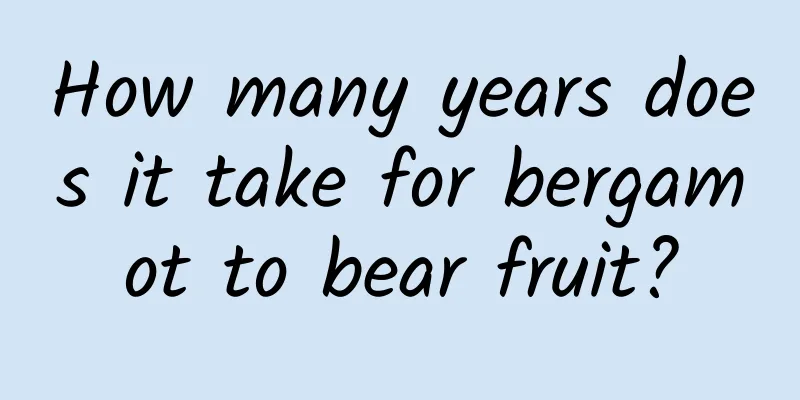 How many years does it take for bergamot to bear fruit?