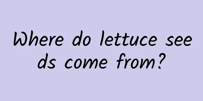 Where do lettuce seeds come from?