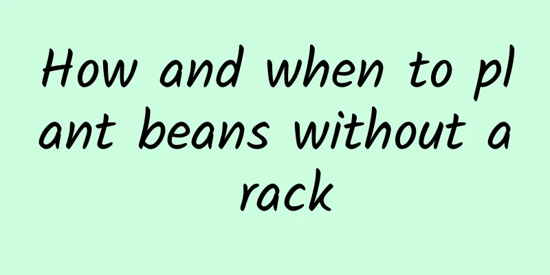 How and when to plant beans without a rack