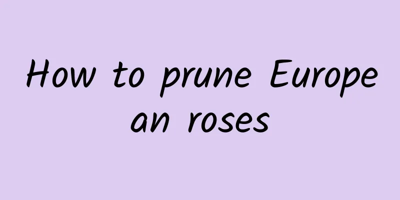 How to prune European roses