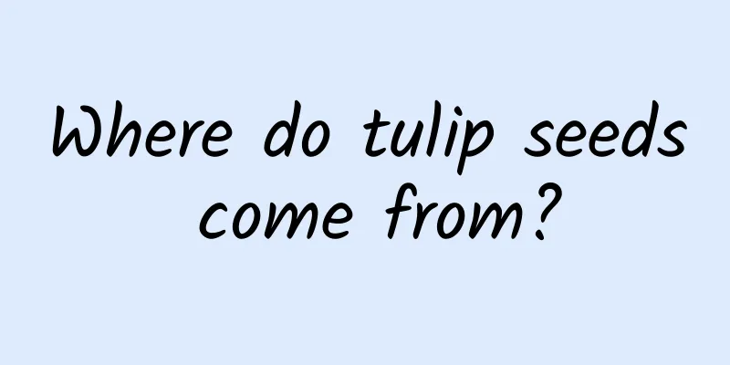 Where do tulip seeds come from?