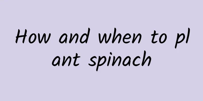 How and when to plant spinach
