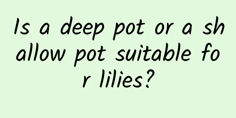 Is a deep pot or a shallow pot suitable for lilies?