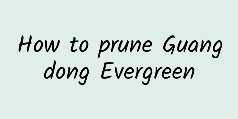 How to prune Guangdong Evergreen