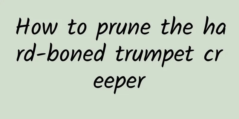 How to prune the hard-boned trumpet creeper