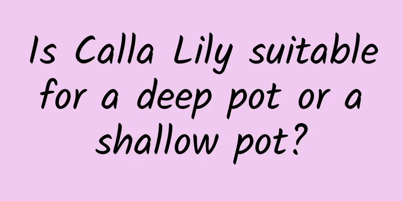 Is Calla Lily suitable for a deep pot or a shallow pot?