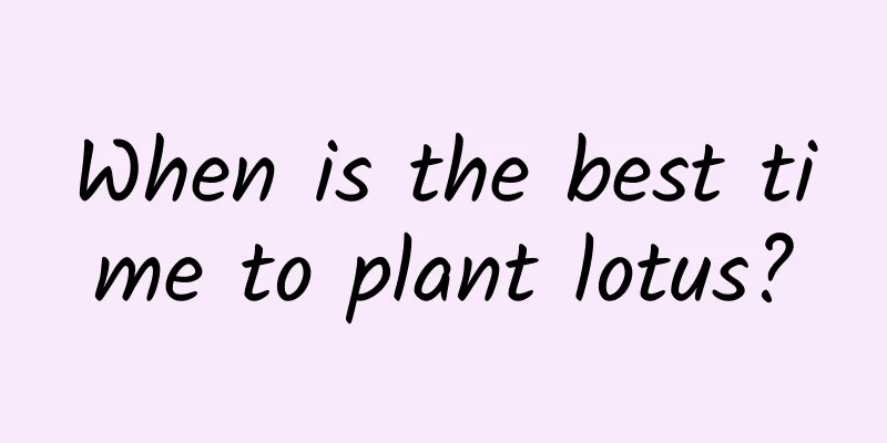 When is the best time to plant lotus?