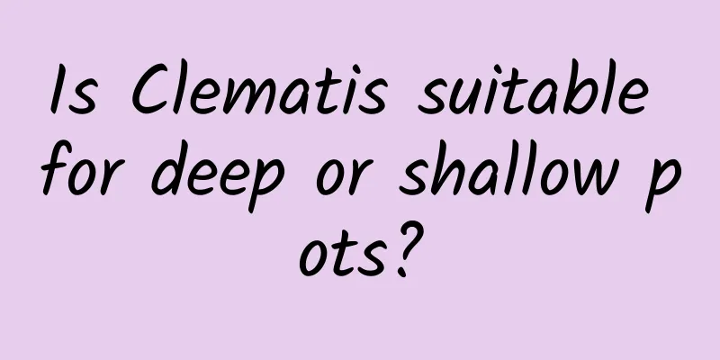 Is Clematis suitable for deep or shallow pots?