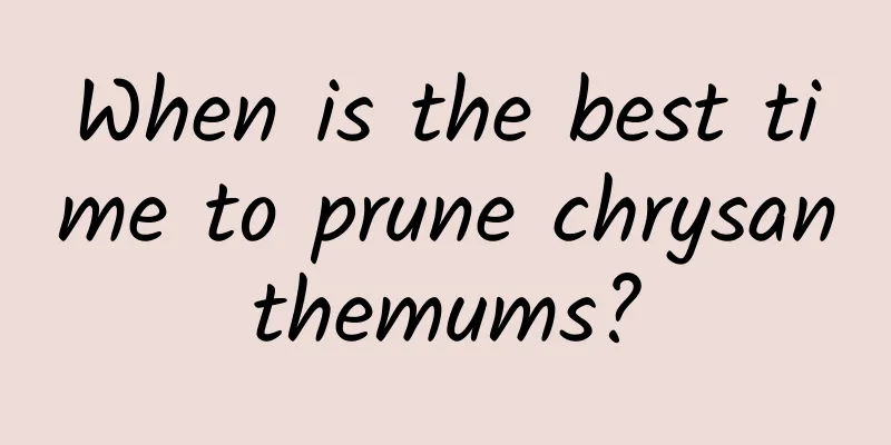 When is the best time to prune chrysanthemums?