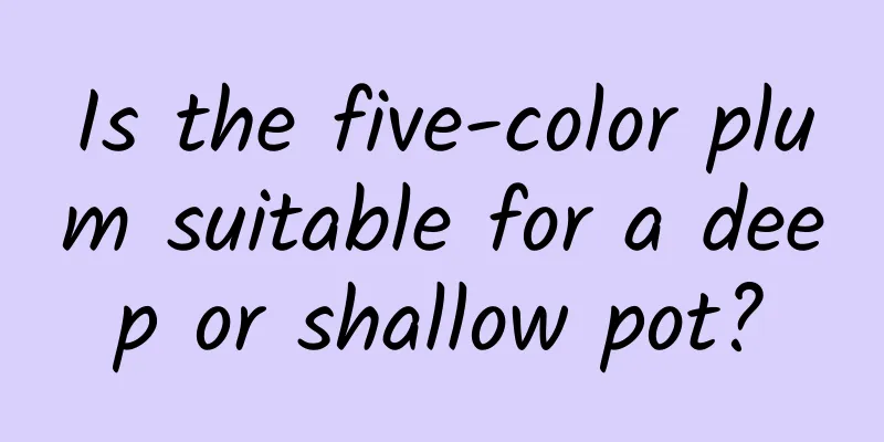Is the five-color plum suitable for a deep or shallow pot?