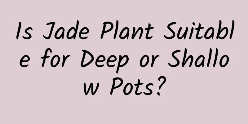 Is Jade Plant Suitable for Deep or Shallow Pots?