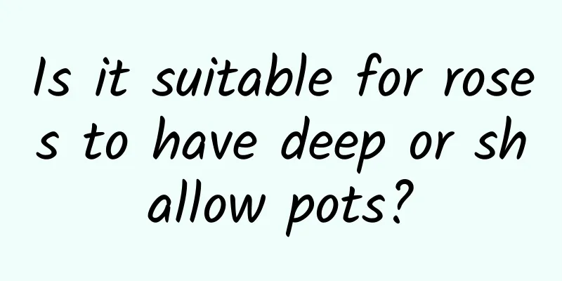 Is it suitable for roses to have deep or shallow pots?