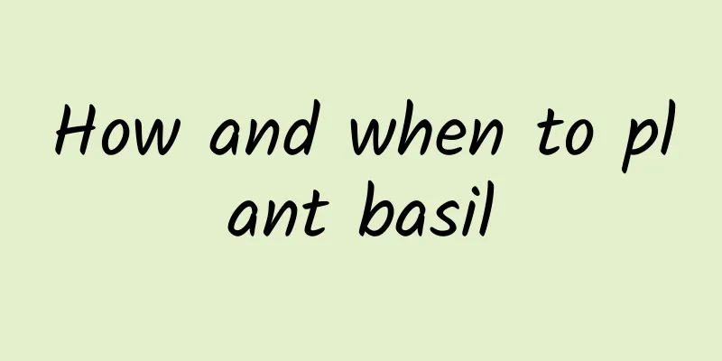 How and when to plant basil