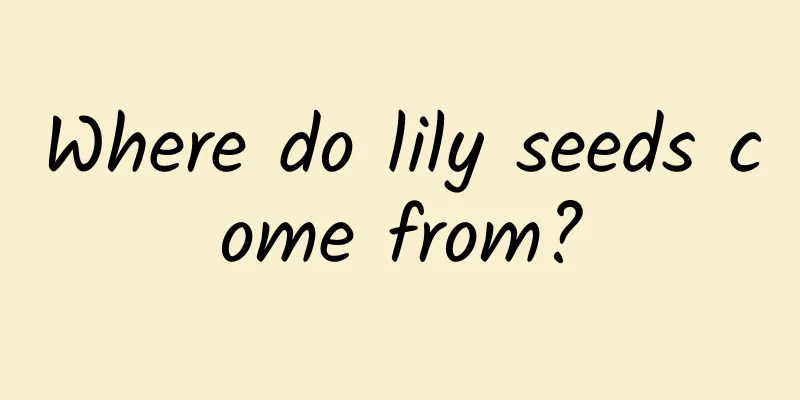 Where do lily seeds come from?