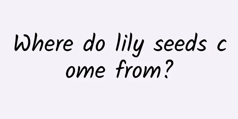 Where do lily seeds come from?