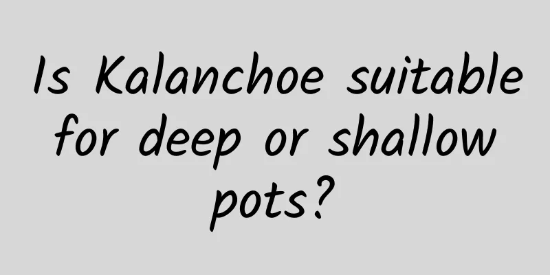 Is Kalanchoe suitable for deep or shallow pots?