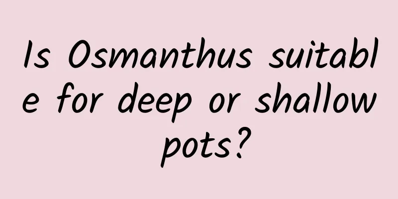 Is Osmanthus suitable for deep or shallow pots?