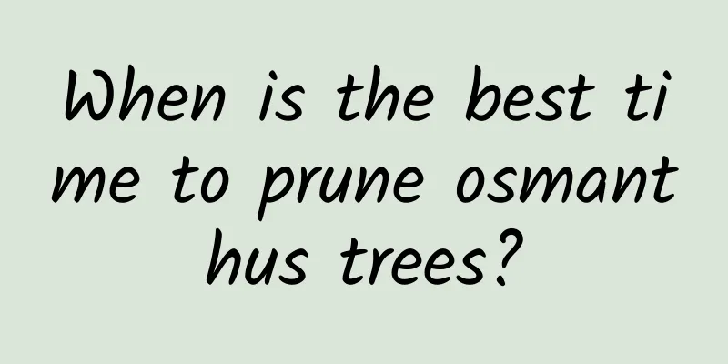 When is the best time to prune osmanthus trees?
