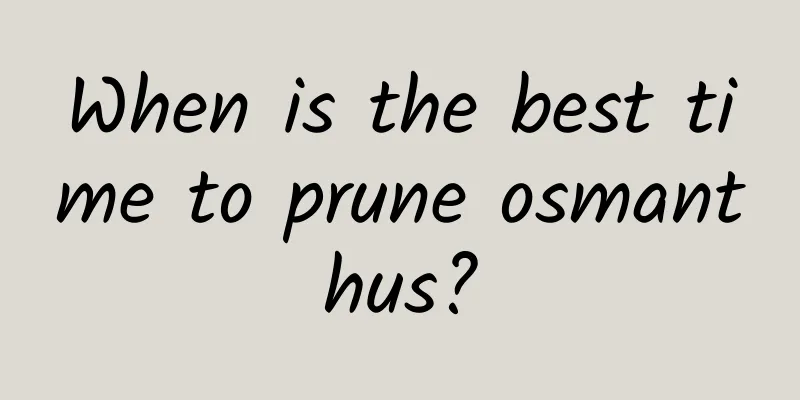 When is the best time to prune osmanthus?