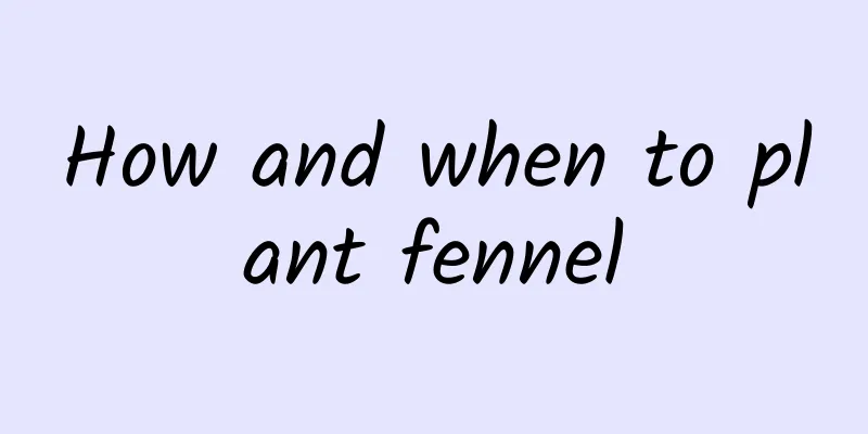 How and when to plant fennel