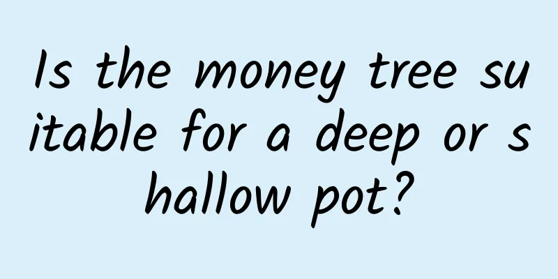 Is the money tree suitable for a deep or shallow pot?