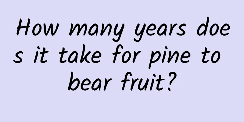 How many years does it take for pine to bear fruit?
