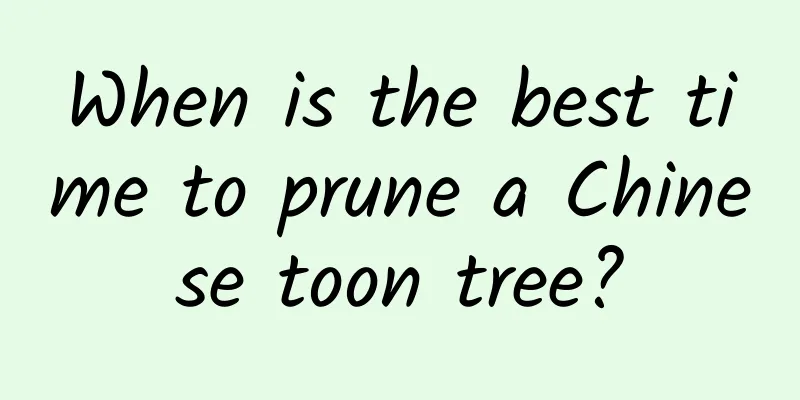 When is the best time to prune a Chinese toon tree?