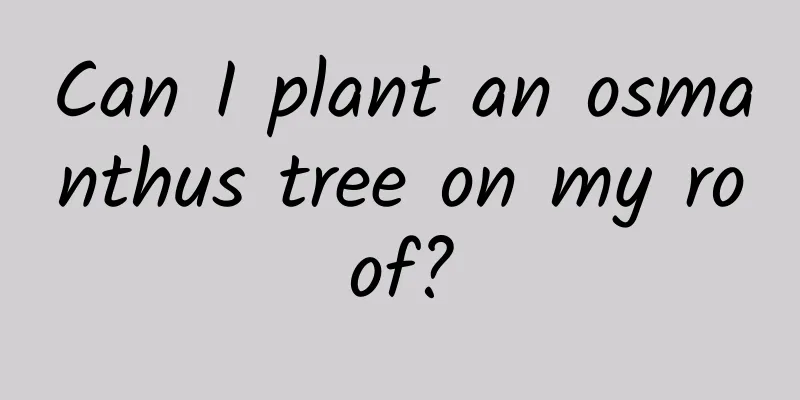 Can I plant an osmanthus tree on my roof?