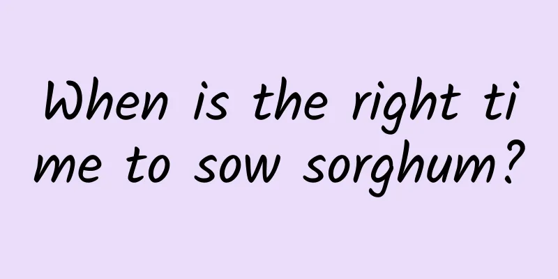 When is the right time to sow sorghum?