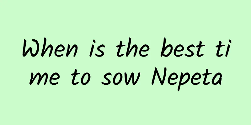 When is the best time to sow Nepeta