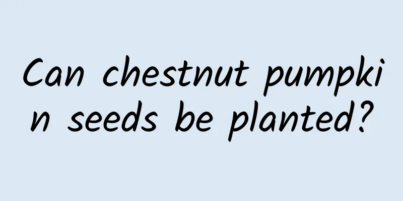 Can chestnut pumpkin seeds be planted?