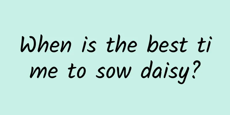 When is the best time to sow daisy?