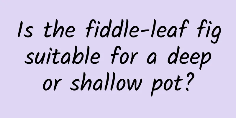 Is the fiddle-leaf fig suitable for a deep or shallow pot?