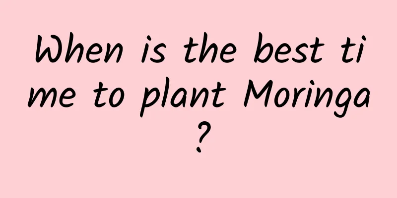 When is the best time to plant Moringa?