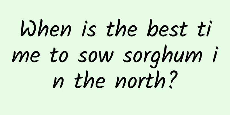 When is the best time to sow sorghum in the north?